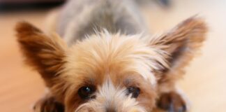 Yorkshire Terrier carattere