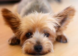 Yorkshire Terrier carattere