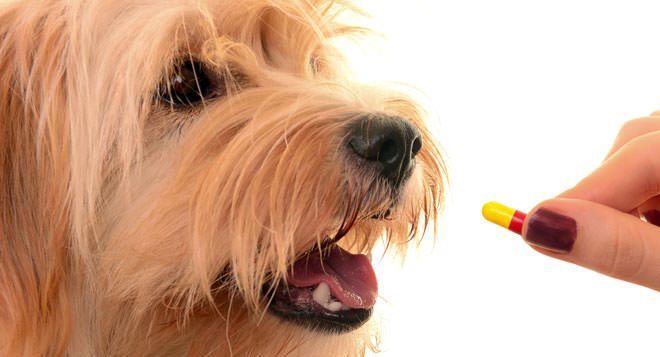 Integratori e vitamine per cani