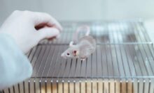 Cavia da laboratorio