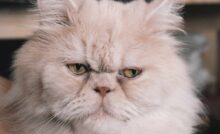 Gatto persiano primo piano